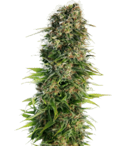 Hindu Kush Automatic Seeds