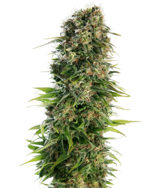 Hindu Kush Automatic Seeds