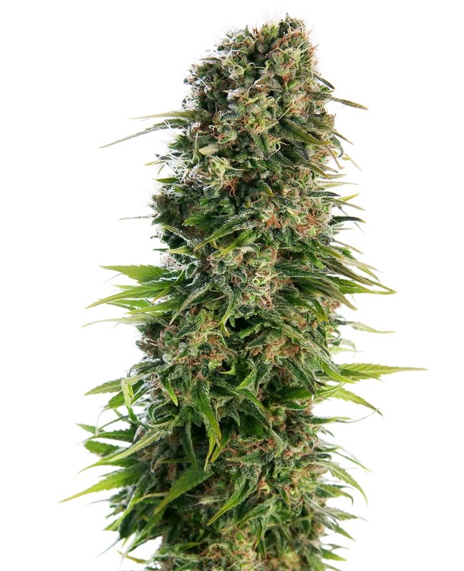 Hindu Kush Automatic Seeds