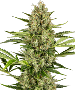 Jack Herer Automatic Seeds
