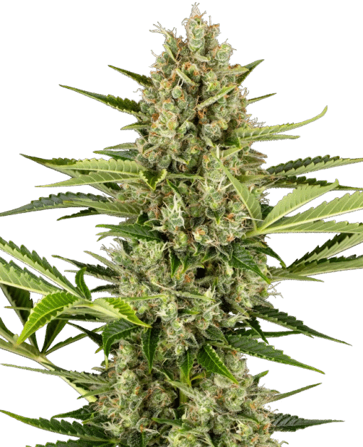 Jack Herer Automatic Seeds