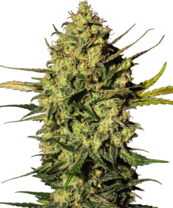 Master Kush Automatic Seeds by White Label