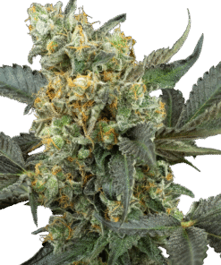 Mimosa Sunrise XXL Automatic Seeds