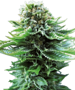 Northern Lights Automatic Seeds