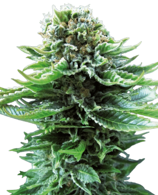 Northern Lights Automatic Seeds