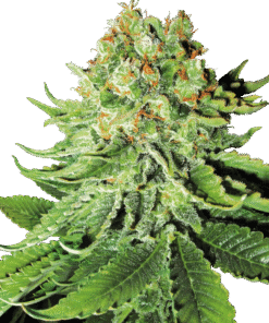 Northern Lights Automatic Seeds by White Label