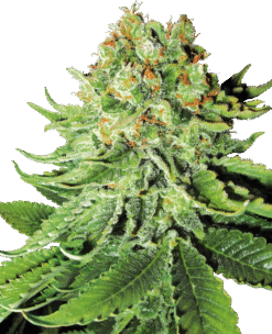 Northern Lights Automatic Seeds by White Label