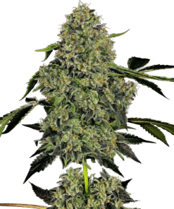 OG Kush Automatic Seeds by White Label