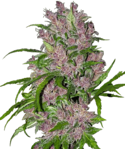 Purple Bud Automatic Seeds by White Label