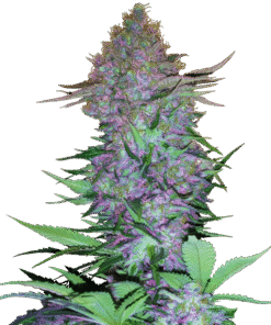 Purple Skunk Automatic Seeds