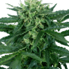 Sensi Amnesia Automatic Seeds