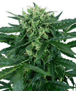 Sensi Amnesia Automatic Seeds