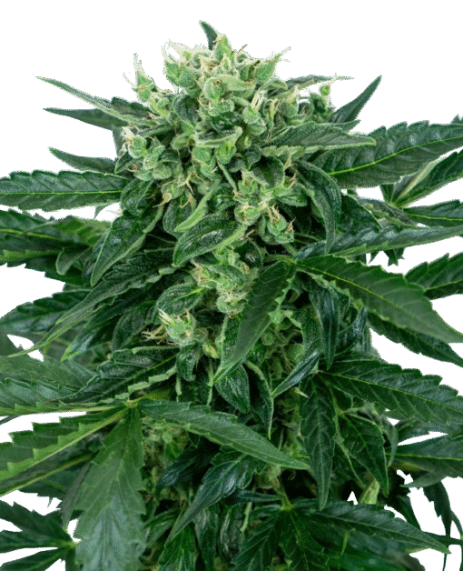 Sensi Amnesia Automatic Seeds