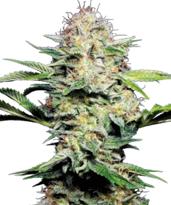 Sensi Skunk Automatic Seeds