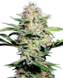 Sensi Skunk Automatic Seeds