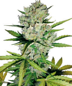 Skunk #1 Automatic Seeds by White Label