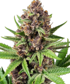 StrawZ Automatic Seeds