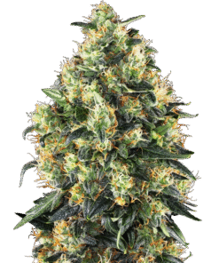Super Skunk Automatic Seeds