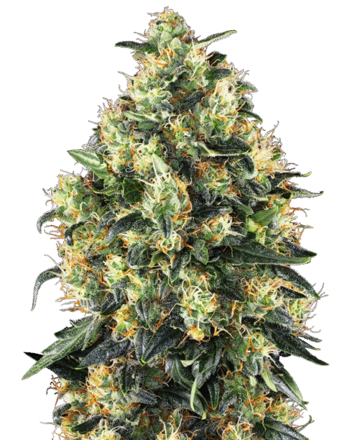 Super Skunk Automatic Seeds