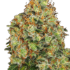 Sweet Tangerine Tango Automatic Seeds