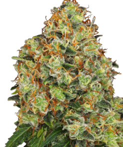 Sweet Tangerine Tango Automatic Seeds
