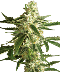 White Diesel Haze Automatic Seeds