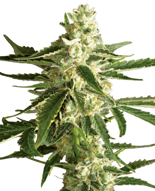 White Diesel Haze Automatic Seeds