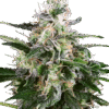 White Skunk Automatic Seeds
