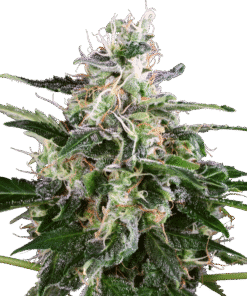 White Skunk Automatic Seeds