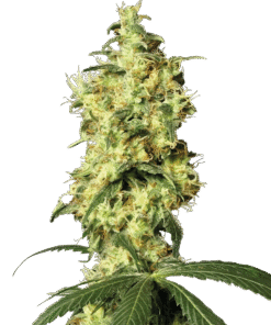 White Widow Automatic Seeds