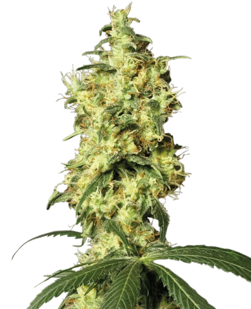 White Widow Automatic Seeds
