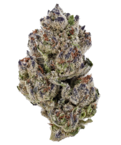 Girl Scout Cookies Strain