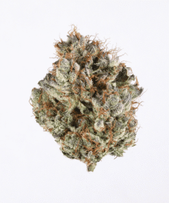 Cinderella 99 Strain