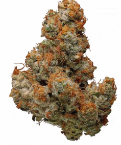 Chocolope Kush Strain