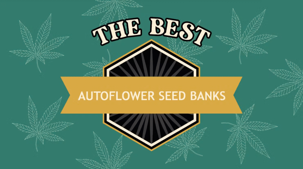 autoflower cannabis seeds