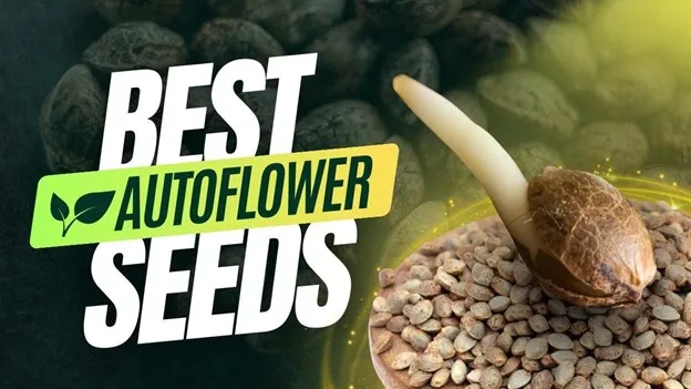 top autoflower cannabis seeds
