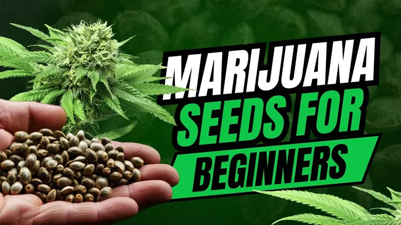 How to Grow Autoflower Cannabis Seeds: A Beginner’s Guide