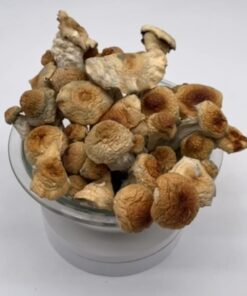 Albino mushroom