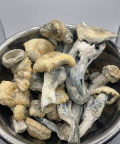 Shakti mushroom