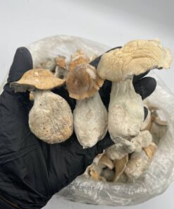 Ape mushroom