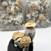 Magic mushroom