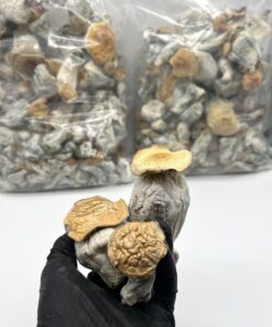 Magic mushroom