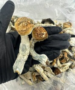 Penis envy mushroom