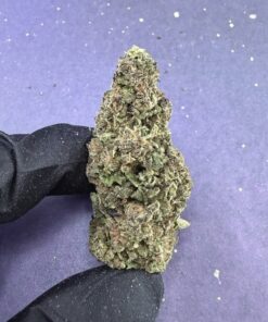 B03 Zkittlez