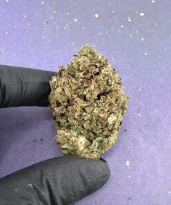 B02 Diesel
