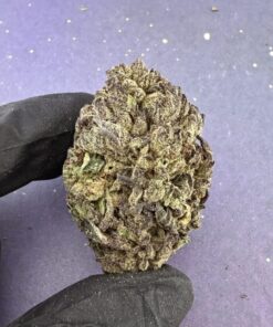 B21 Gelato King