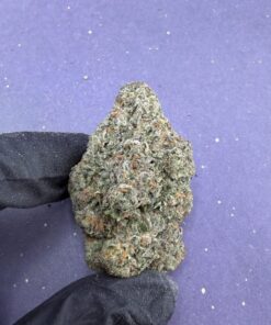B43 Gelato 47