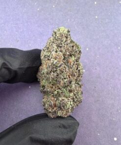 Candy Pop (B42)