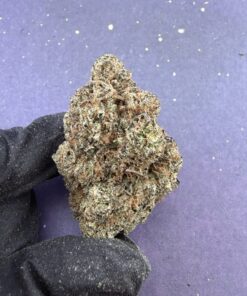 B41 Sugar Blossom