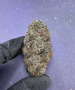 B69 Purple Cream